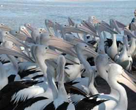 Pelican Feeding - Accommodation Bookings 2