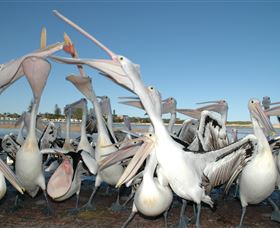 Pelican Feeding - Accommodation Bookings 3