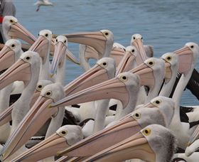Pelican Feeding - Accommodation Bookings 4