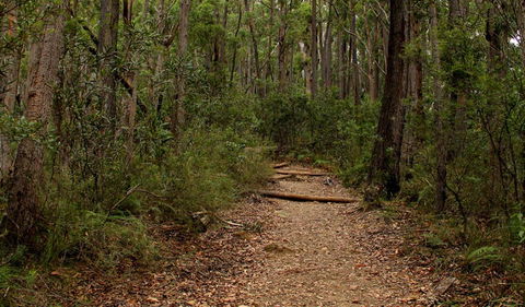 Pigeon House Mountain Didthul Walking Track - Accommodation Bookings 0