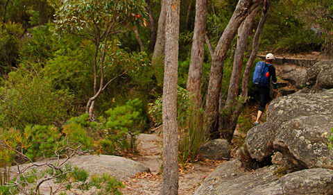 Pigeon House Mountain Didthul Walking Track - Accommodation Bookings 3