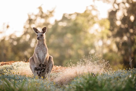 Golden Door Elysia Health Retreat And Spa - Accommodation Bookings 4