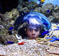 Sea Life Sunshine Coast - Accommodation Bookings