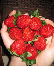 The Strawberry Farm - Accommodation Bookings 0