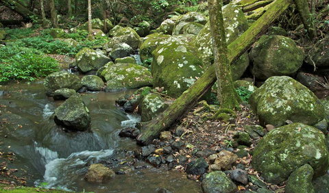 Booyong Walking Track - Accommodation Bookings 2