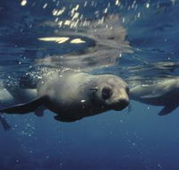 Wilsons Promontory Marine National Park - Accommodation Bookings