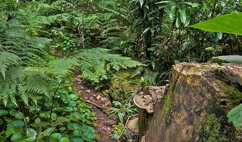 Red Cedar Loop - Accommodation Bookings 1