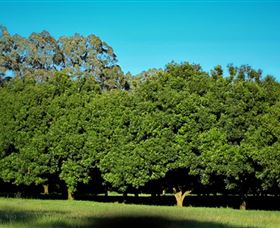 Medowie Macadamias - Accommodation Bookings 6