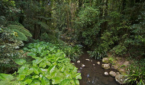 Brindle Creek Picnic Area - Accommodation Bookings 1