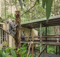 Daisy Hill Koala Centre - Accommodation Bookings