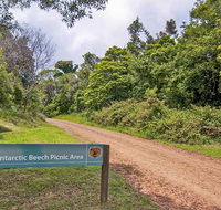 Antarctic Beech picnic area - Accommodation Bookings