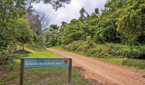 Antarctic Beech Picnic Area - Accommodation Bookings 0