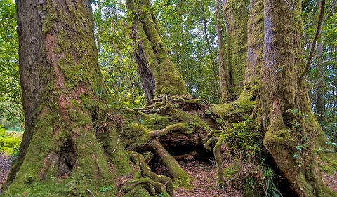 Antarctic Beech Picnic Area - Accommodation Bookings 3