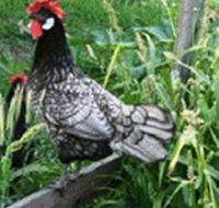 Merry Maidens Veggies - Accommodation Bookings