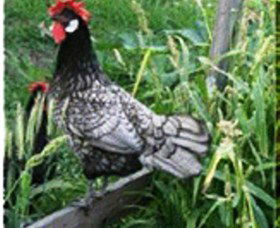Merry Maidens Veggies - Accommodation Bookings 0