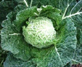 Merry Maidens Veggies - Accommodation Bookings 2