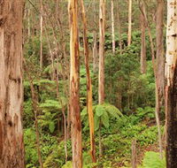 Cycle Mogo State Forest - Accommodation Bookings