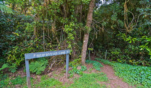 Falcorostrum Loop Walking Track - Accommodation Bookings 0
