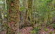 Falcorostrum Loop Walking Track - thumb 2