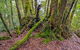 Falcorostrum Loop Walking Track - thumb 3