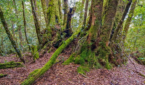 Falcorostrum Loop Walking Track - Accommodation Bookings 3