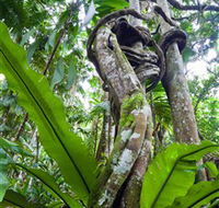 Tamborine Rainforest Skywalk - Accommodation Bookings