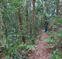 Blackbutt walking track - Accommodation Bookings