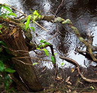 Mogo Bushwalk - Accommodation Bookings