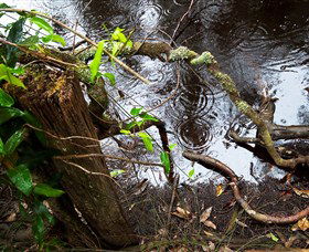 Mogo Bushwalk - Accommodation Bookings 0