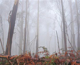 Mogo Bushwalk - Accommodation Bookings 1