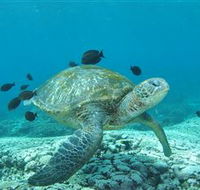 Flinders Reef Dive Site - Accommodation Bookings