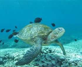 Flinders Reef Dive Site - Accommodation Bookings 0