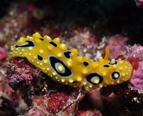 Flinders Reef Dive Site - Accommodation Bookings 1