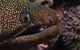 Flinders Reef Dive Site - thumb 3