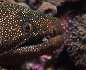 Flinders Reef Dive Site - Accommodation Bookings 3