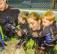 Irukandji Shark and Ray Encounters - Accommodation Bookings
