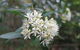 Booderee National Park Botanic Gardens - thumb 1