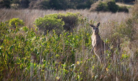 Murramarang Aboriginal Area Walking Track - Accommodation Bookings 0