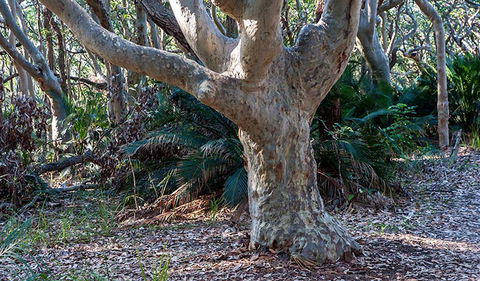 Myrtle Beach Walking Track - Accommodation Bookings 1