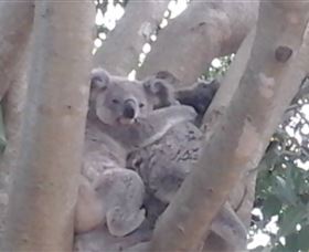 Mondrook Garden Cafe Gallery And Function Centre - Accommodation Bookings 1