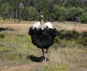 Glen Ian Ostrich And Emu Farm - Accommodation Bookings 1