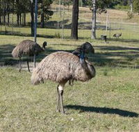 Glen Ian Ostrich and Emu Farm - Accommodation Bookings