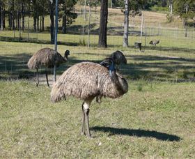 Glen Ian Ostrich And Emu Farm - Accommodation Bookings 0
