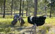 Glen Ian Ostrich And Emu Farm - thumb 2