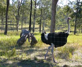 Glen Ian Ostrich And Emu Farm - Accommodation Bookings 2