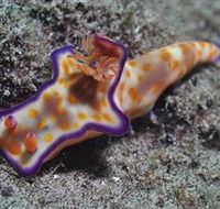 Curtain Artificial Reef Dive Site - Accommodation Bookings