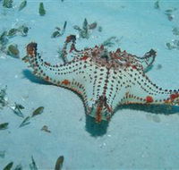 The Pines Dive Site - Accommodation Bookings