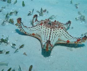 The Pines Dive Site - Accommodation Bookings 0