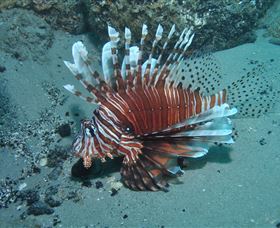 The Pines Dive Site - Accommodation Bookings 1