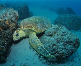 The Pines Dive Site - Accommodation Bookings 3